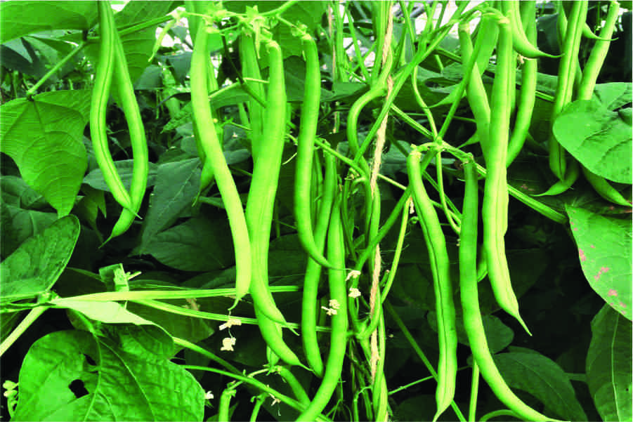 Prachi (Yard Long Beans)